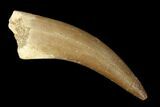 Fossil Plesiosaur (Zarafasaura) Tooth - Morocco #160562-1